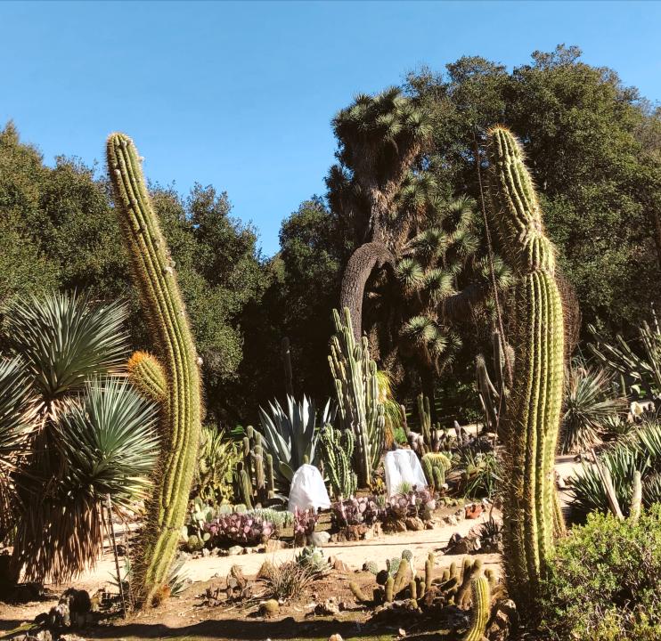 A Hidden Adventure The Stanford Arizona Cactus Garden   Carrie ...